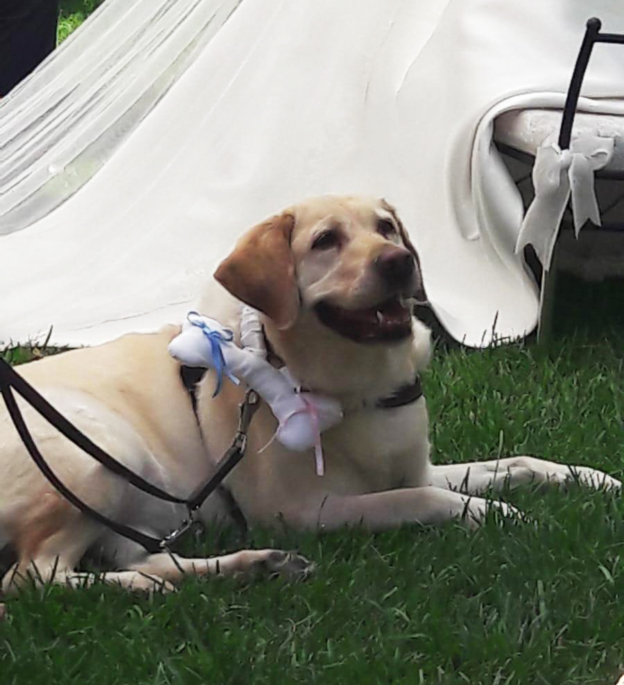 una boda muy especial perro